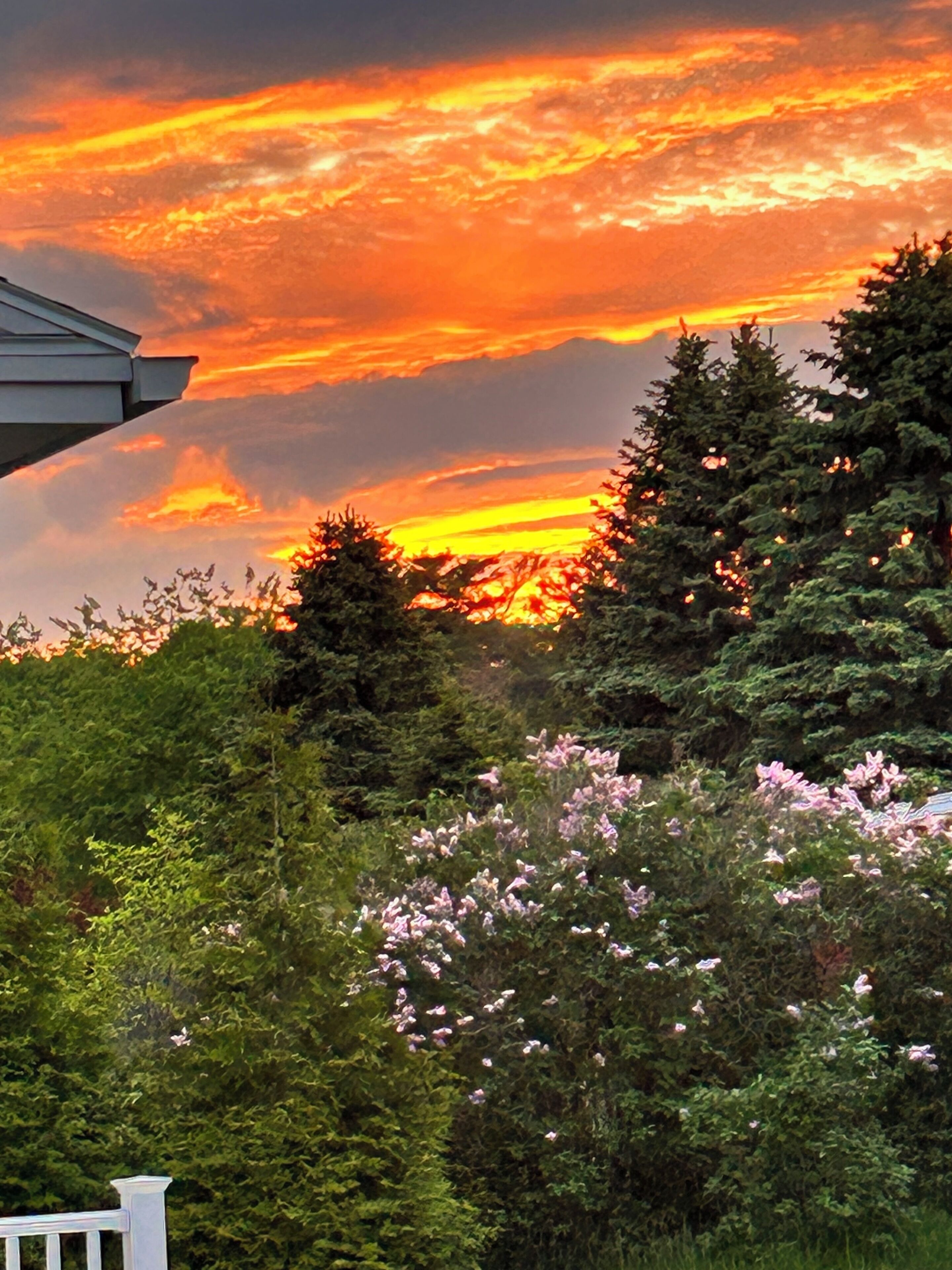 A sunset with a house and dense foliage in the foreground.