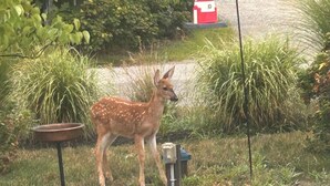 A deer in a grassy area with a metal bowl and a red and white object in the background. - Yellow Chairs! Brand New 2-BR.  Book now in Wells for Fall/Winter by the sea! (Wells)
