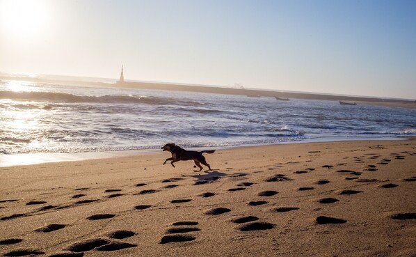 Ein Hund rennt über einen sandigen Strand, mit Fußabdrücken, Wellen und einem fernen Leuchtturm.