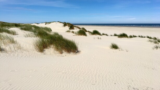 En sandstrand med sanddyner och en klarblå himmel.