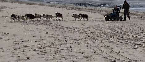 A beach with a sled being pulled by dogs, a person standing beside it, and a distant mountain.