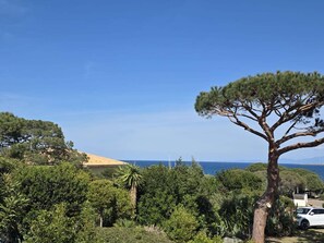 Un paysage côtier caractérisé par un pin imposant, une végétation arbustive dense et une vue lointaine sur la mer.