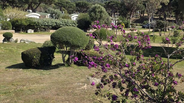 Un jardín ajardinado con setos bien recortados, un topiario esférico y plantas con flores.