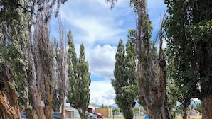 Un área cubierta de césped con árboles y una valla.
