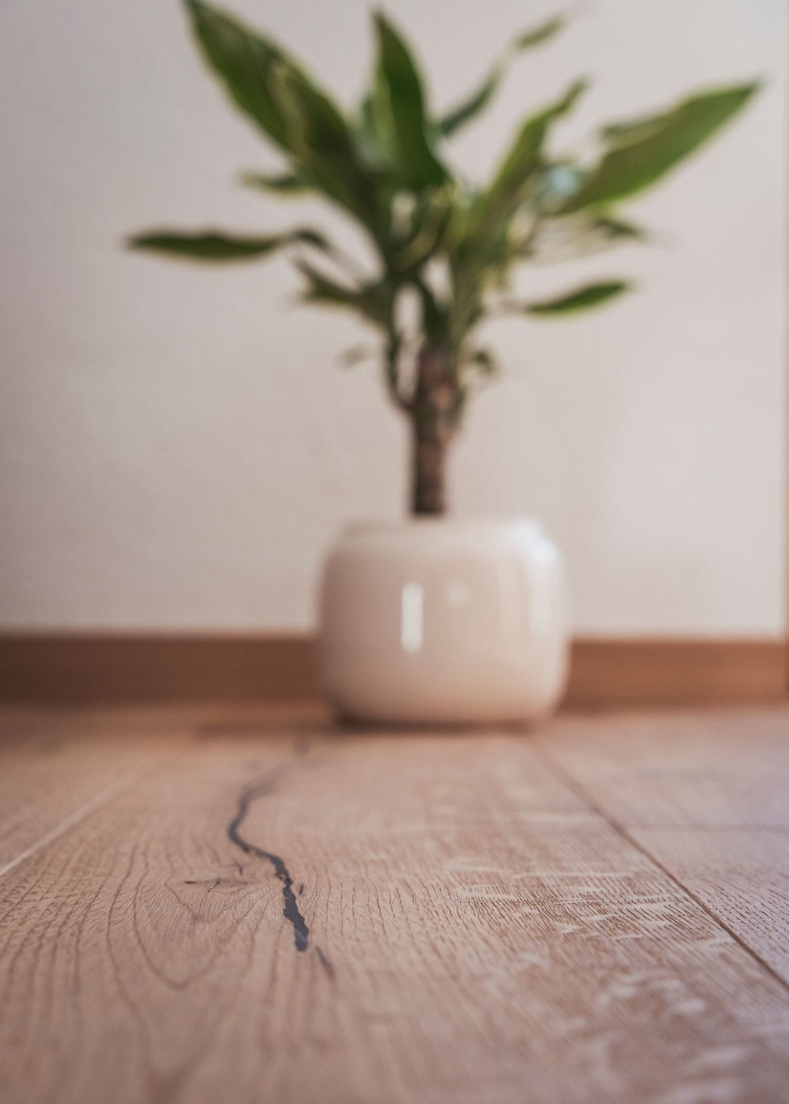 A potted plant on a wooden floor.