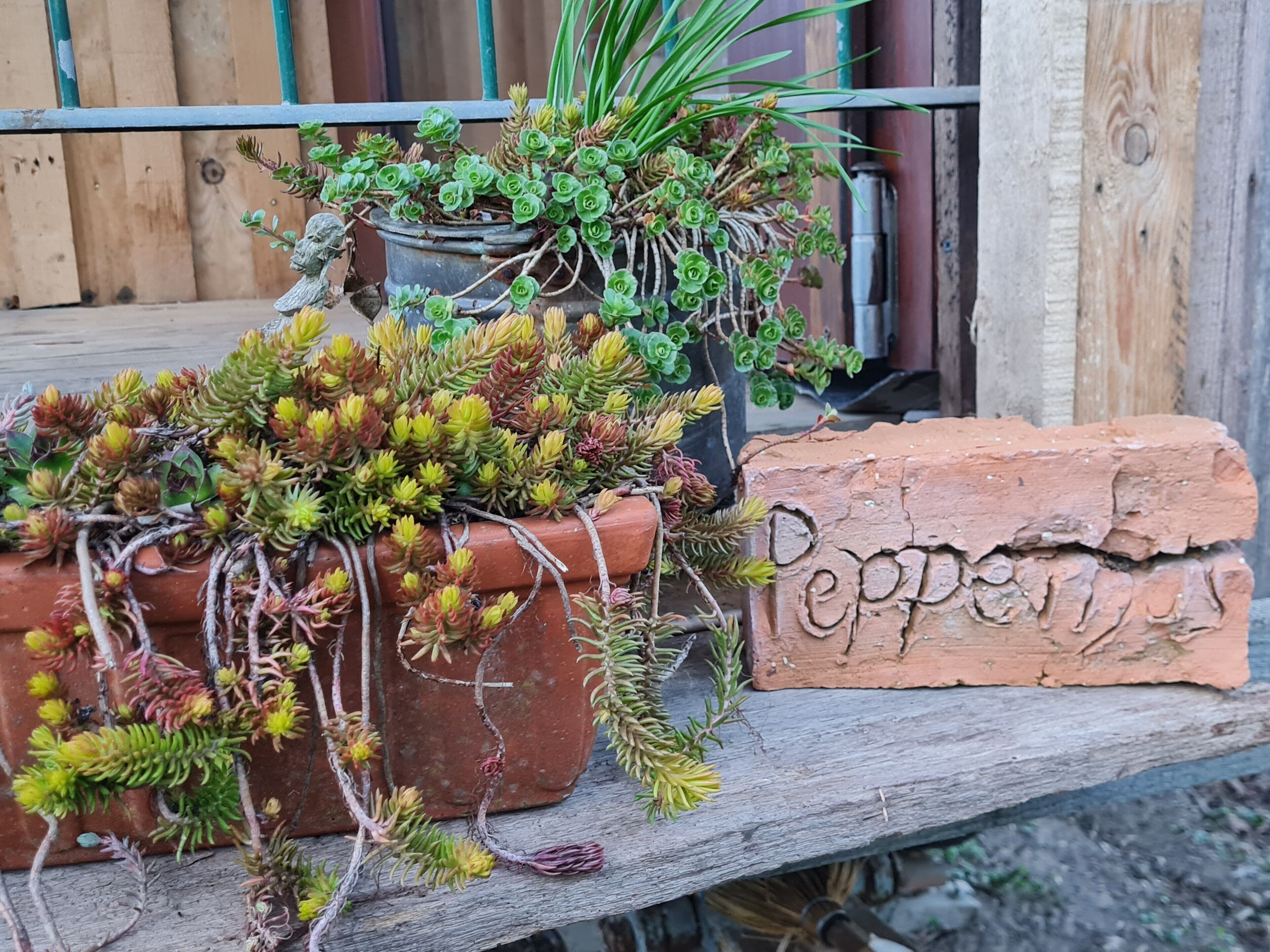 Ein rustikales Holzregal mit Topfpflanzen und einem Ziegelstein mit der Aufschrift 'Pepper'.