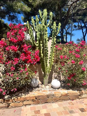 Un cactus envoltat de flors roses, amb una paret de pedra i un cel blau clar al fons.