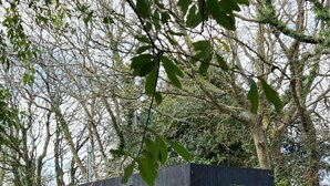 Una cabaña pequeña y oscura con una terraza de madera, rodeada de árboles y una pila de leña.