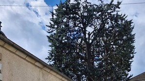 A cobblestone street with buildings, a tree, and a clear sky. - Cosy, quiet studio in the historic center of Senlis (Senlis)