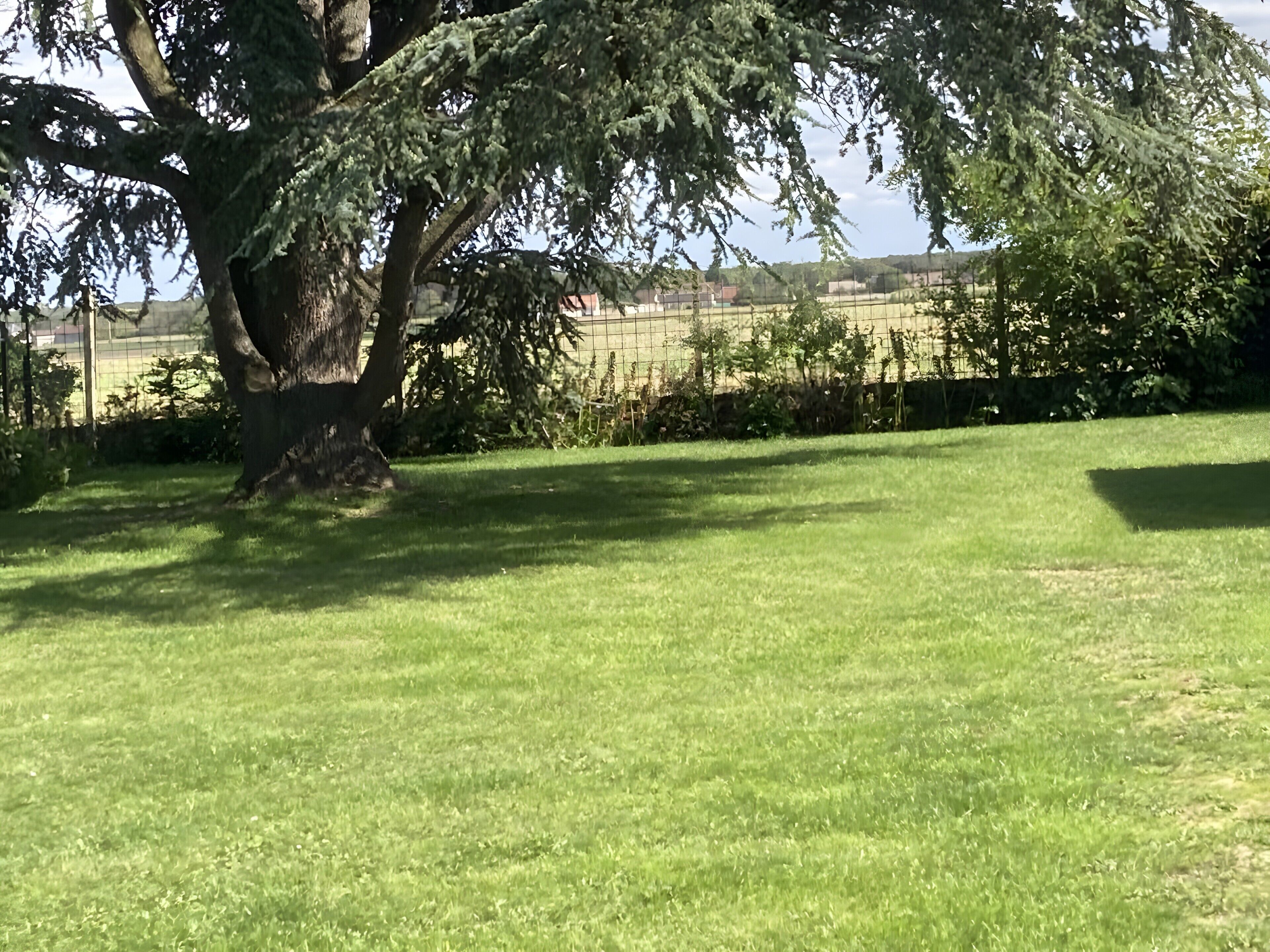 Un espace extérieur verdoyant, avec un grand arbre et une clôture.