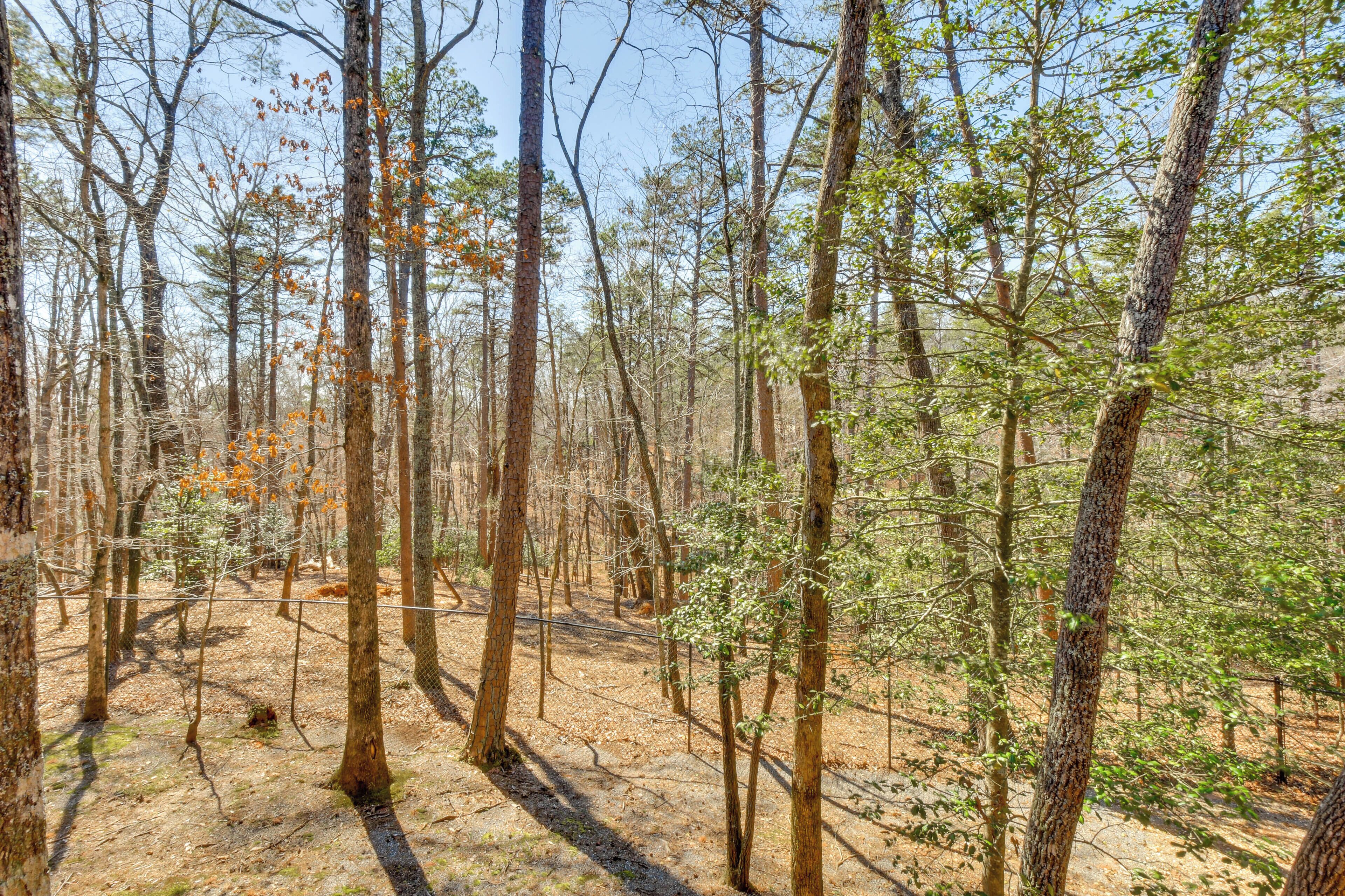 A forest with tall trees and a clear sky.