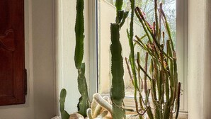 Kakteen stehen in einer Ecke, neben einem Fenster, einer Holztür und einem Steinsockel.