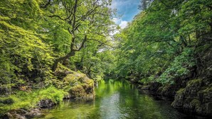 A river surrounded by dense green foliage. - Lovingly renovated barn near the Lon Goed | Llwyn-Y-Forwyn (Chwilog)