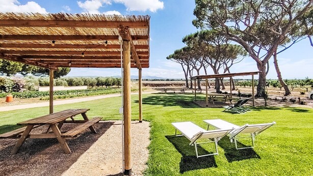 Un espacio al aire libre techado con mesas de picnic y sillas de descanso, rodeado de árboles y un viñedo al fondo.