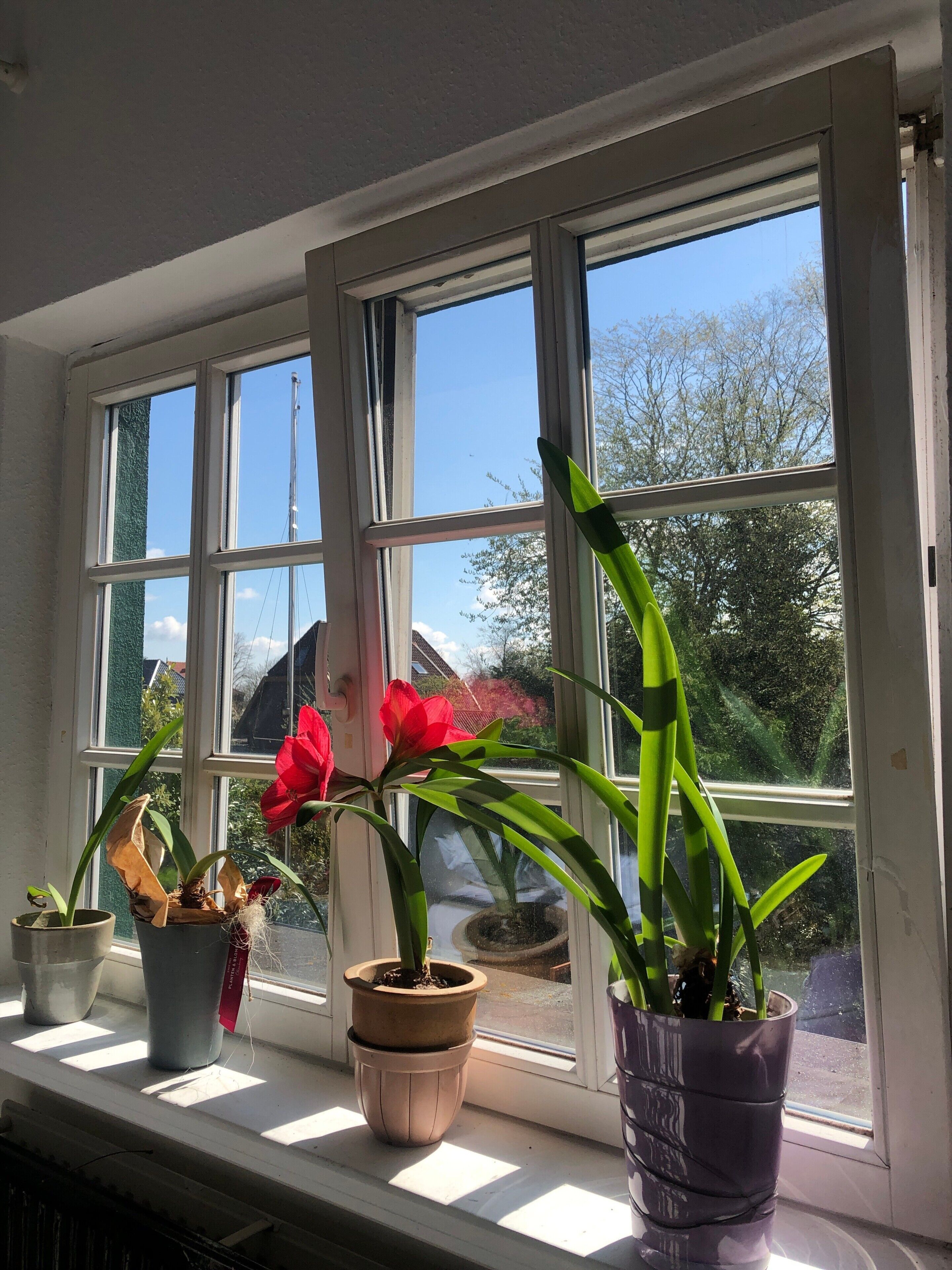 A window with multiple potted plants on a ledge.