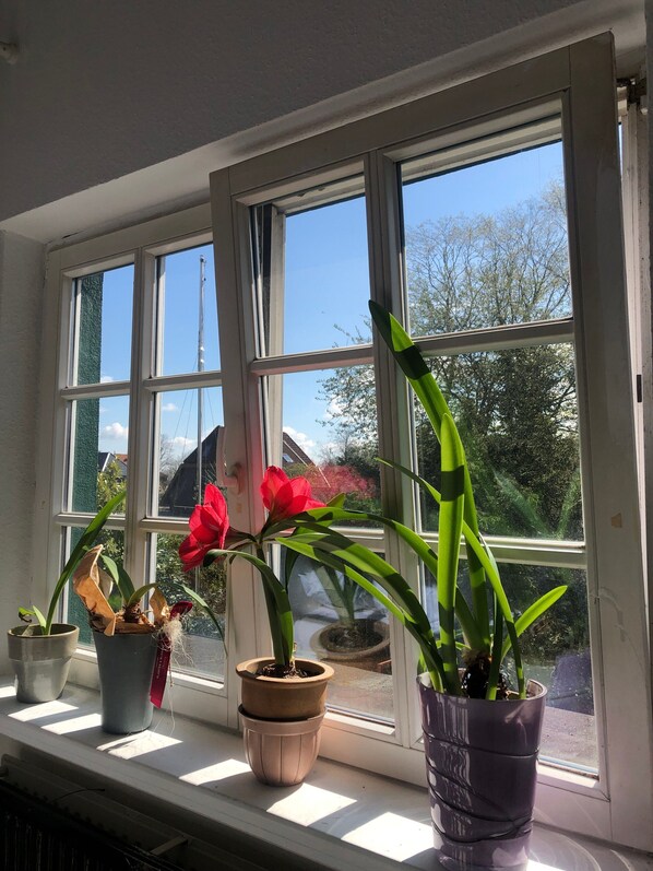 A window with multiple potted plants on a ledge.