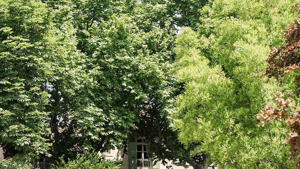 Une maison entourée d’une végétation luxuriante et d’un jardin bien entretenu.