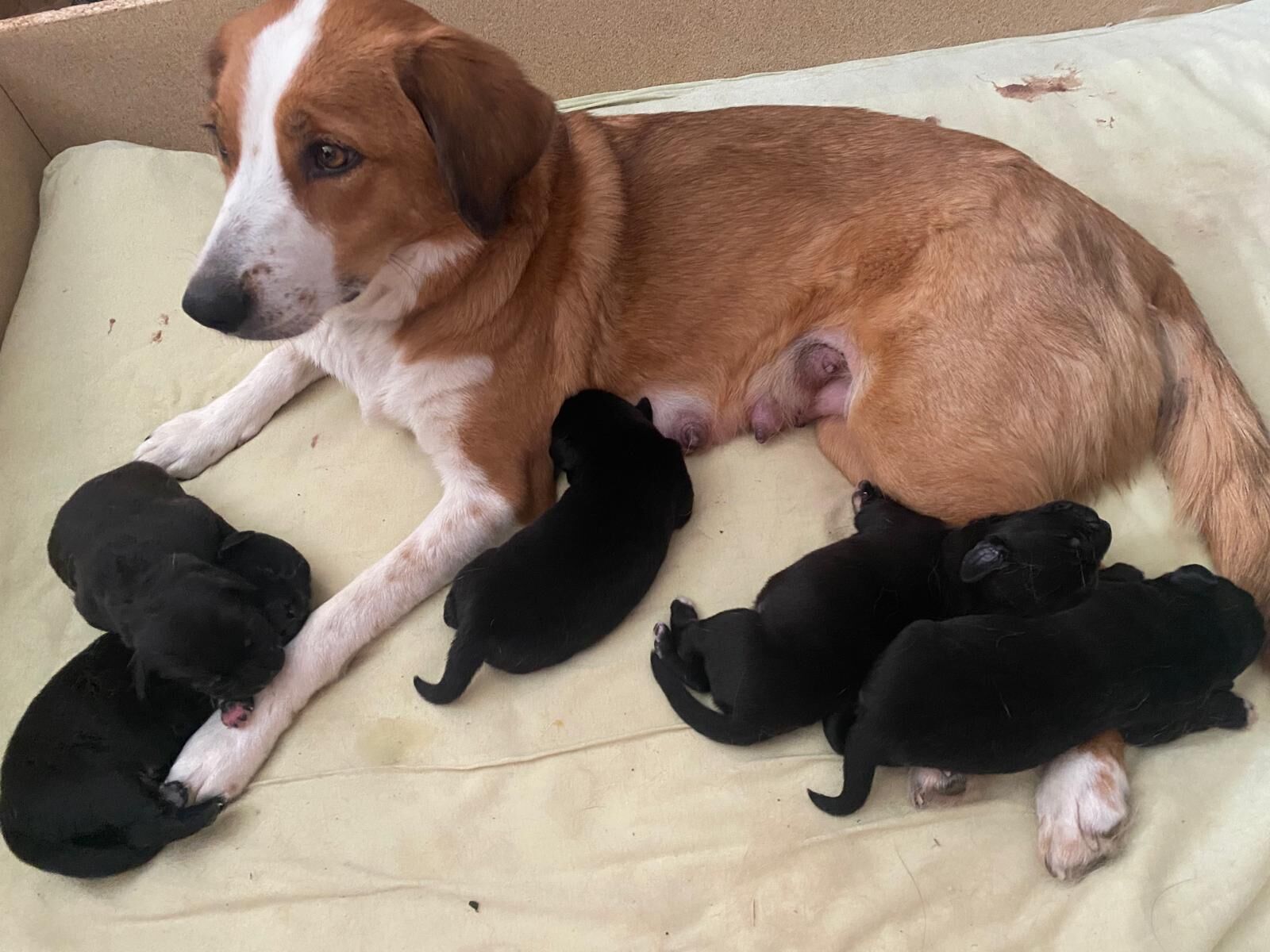 A dog with puppies in a box.