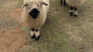 A field with two sheep. - Cuddly cow yurt with fluffy cows, llamas, and sheep (Thomson)