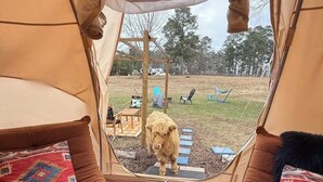 A tent with a view of a dog outside, two cushioned chairs with patterned pillows, and a grassy area with outdoor furniture. - Cuddly cow yurt with fluffy cows, llamas, and sheep (Thomson)