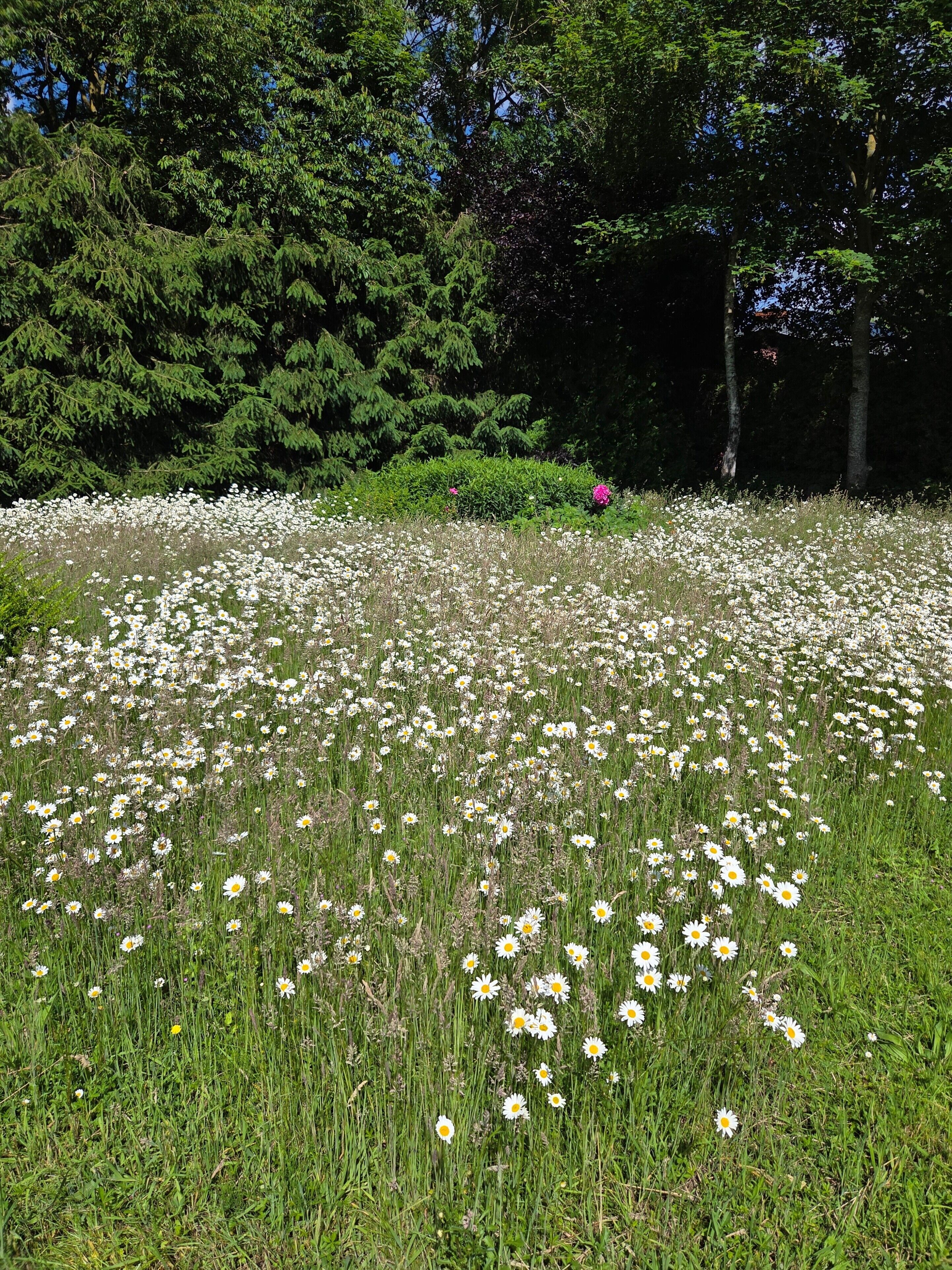 A field of white daisies with green grass and trees in the background.