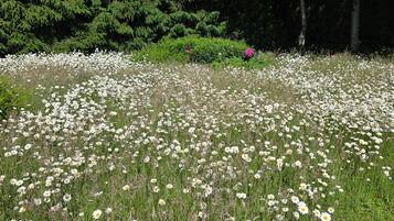 A field of white daisies with green grass and trees in the background.