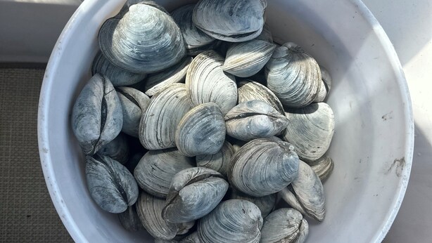 A white plastic container filled with clams.