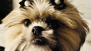 A close-up of a dog with a fluffy coat and a bow on its head.