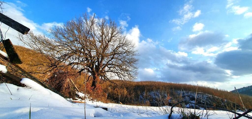 Schneebedeckte Landschaft mit einem großen Baum, einem Holzzaun und einem klaren Himmel.
