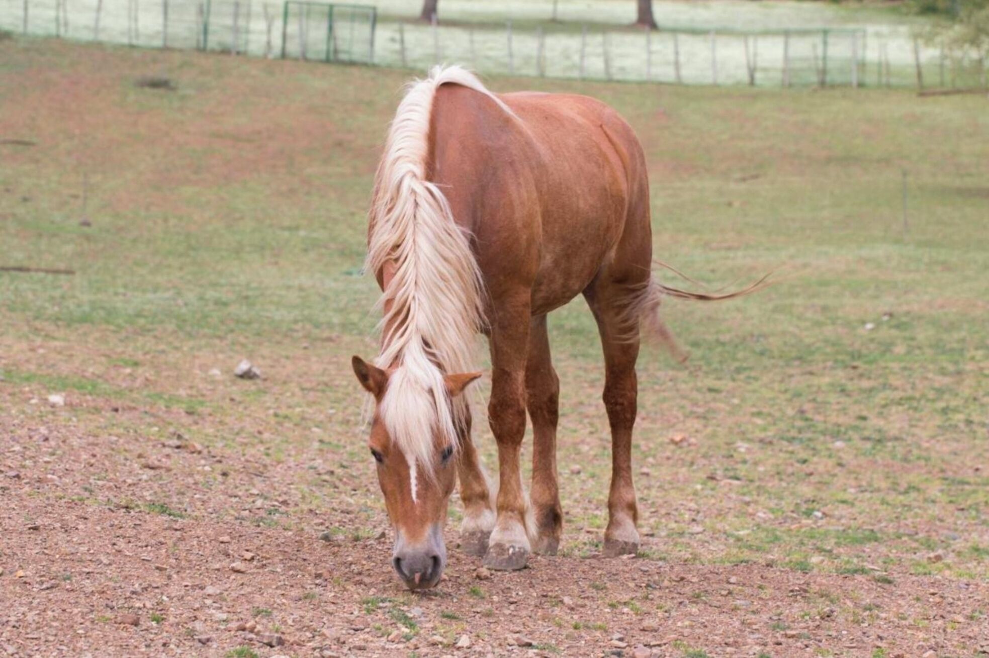 Horse riding