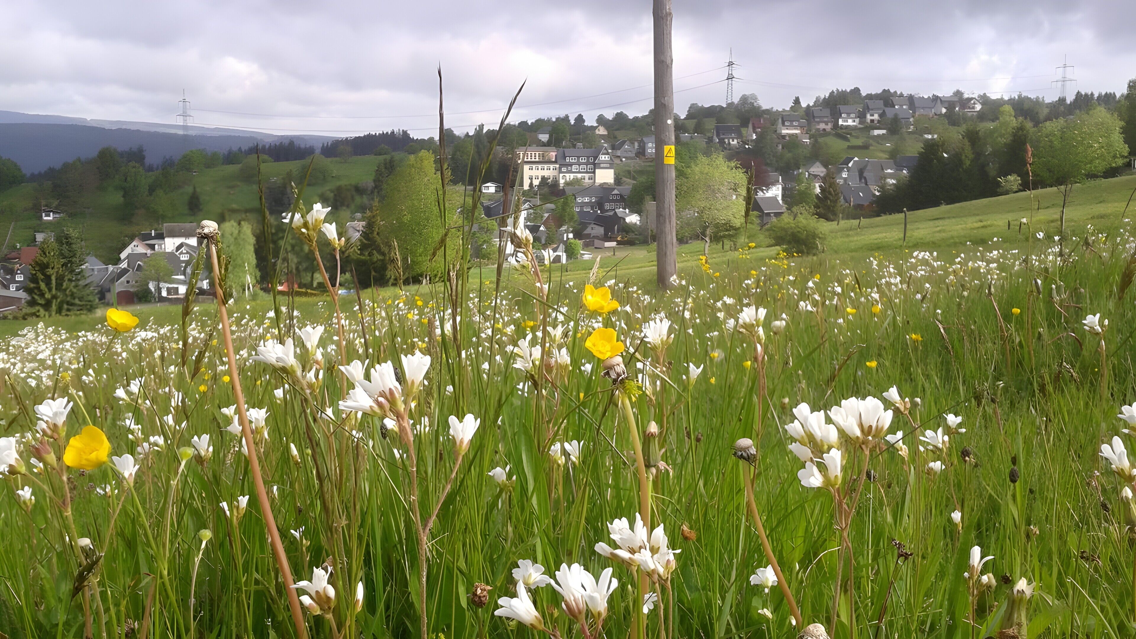 Um campo de flores com casas ao fundo.