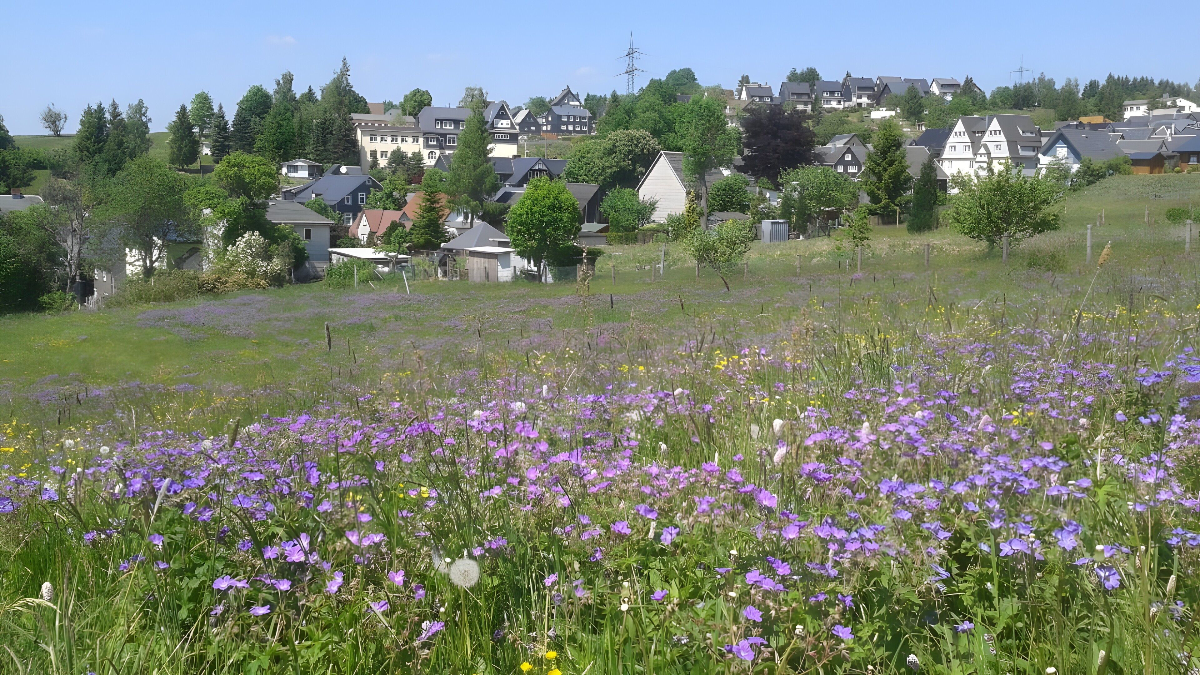 Ett bostadsområde med hus, ett fält med lila blommor och en kulle i bakgrunden.