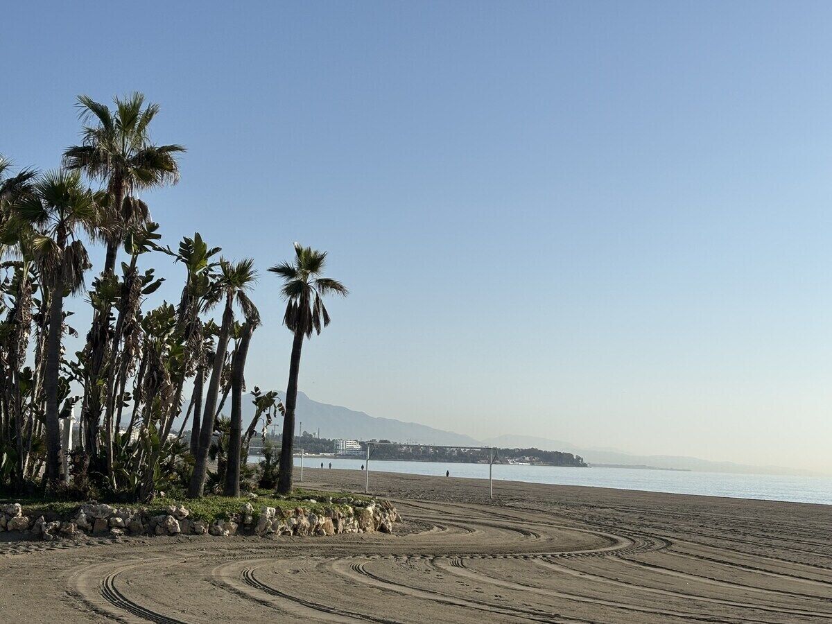 Een strand met palmbomen, een heldere lucht en een verafgelegen stadsgezicht.