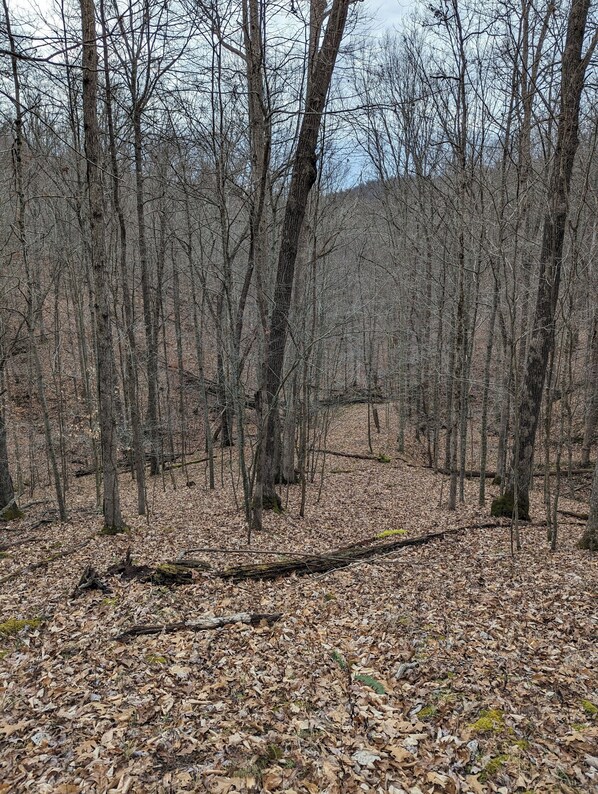 Un bosque con suelo cubierto de hojas y árboles altos.