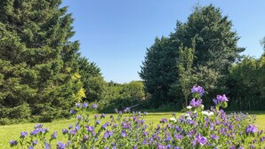 Un campo de flores moradas con césped verde y árboles al fondo.