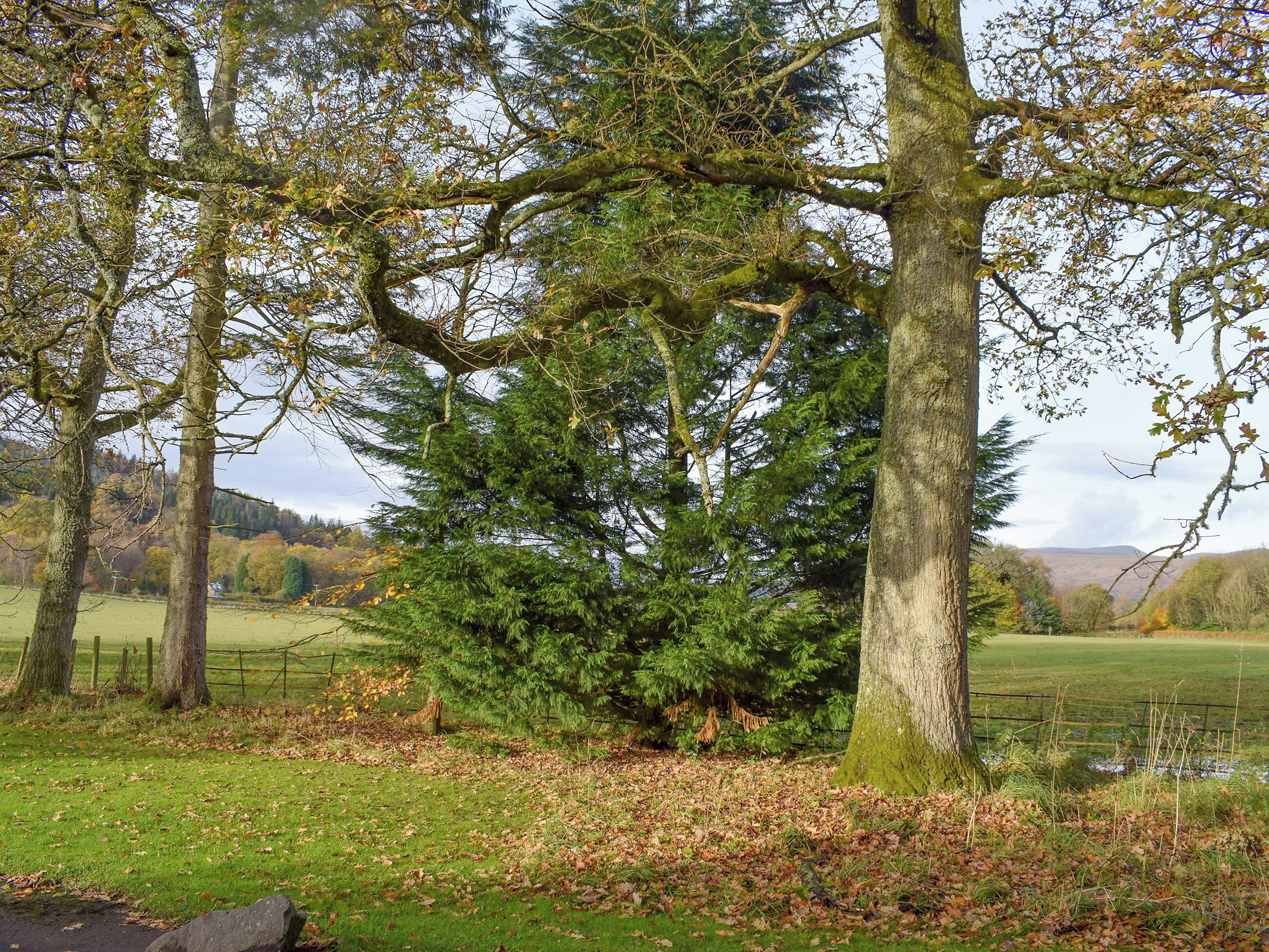 A natural landscape with trees, grass, and a fence.