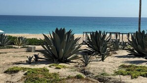 Una playa arenosa con plantas de agave y una palmera, con vista al océano.