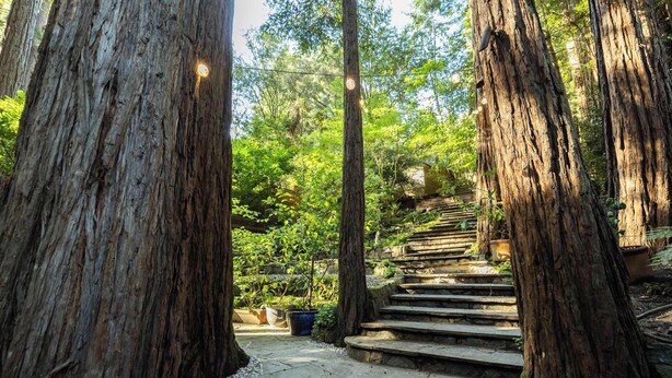 A stone staircase surrounded by large trees, leading to a wooden structure.