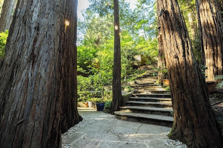 Property grounds. Redwood tree retreat in Mill Valley