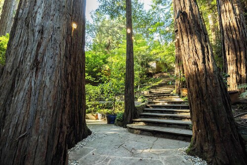 Redwood tree retreat in Mill Valley