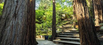 Redwood tree retreat in Mill Valley