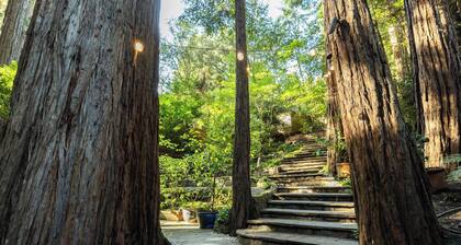 Redwood tree retreat in Mill Valley