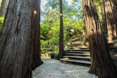 Redwood tree retreat in Mill Valley