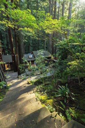 Property grounds - Redwood tree retreat in Mill Valley (Mill Valley)