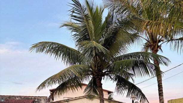 A building with a tiled roof, a palm tree, and a blue ground surface. - Casa em Ilha Comprida (Ilha Comprida)