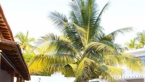 A pool surrounded by a well-maintained lawn, palm trees, and a building with a covered patio. - Casa Coral (Manzanillo)