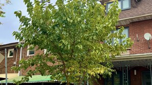 A residential building with a brick facade, a green awning, and a tree in the front yard. - Luxury Suite by Kensington Market Downtown Toronto (Toronto)