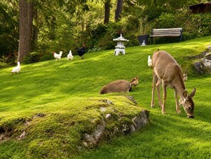 A grassy outdoor area with a deer, chickens, and a white pagoda-style structure.