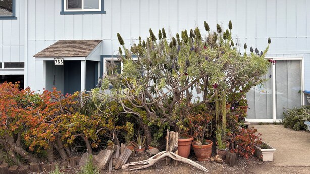 A house with a blue exterior, a porch, and a variety of potted plants and trees in the front yard.