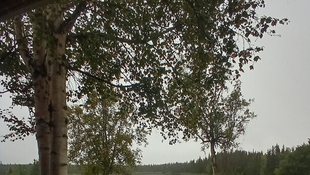 Een uitzicht op een meer, omringd door bomen en gras.